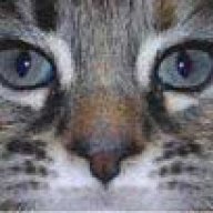HillbillyCat