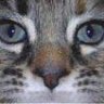 HillbillyCat